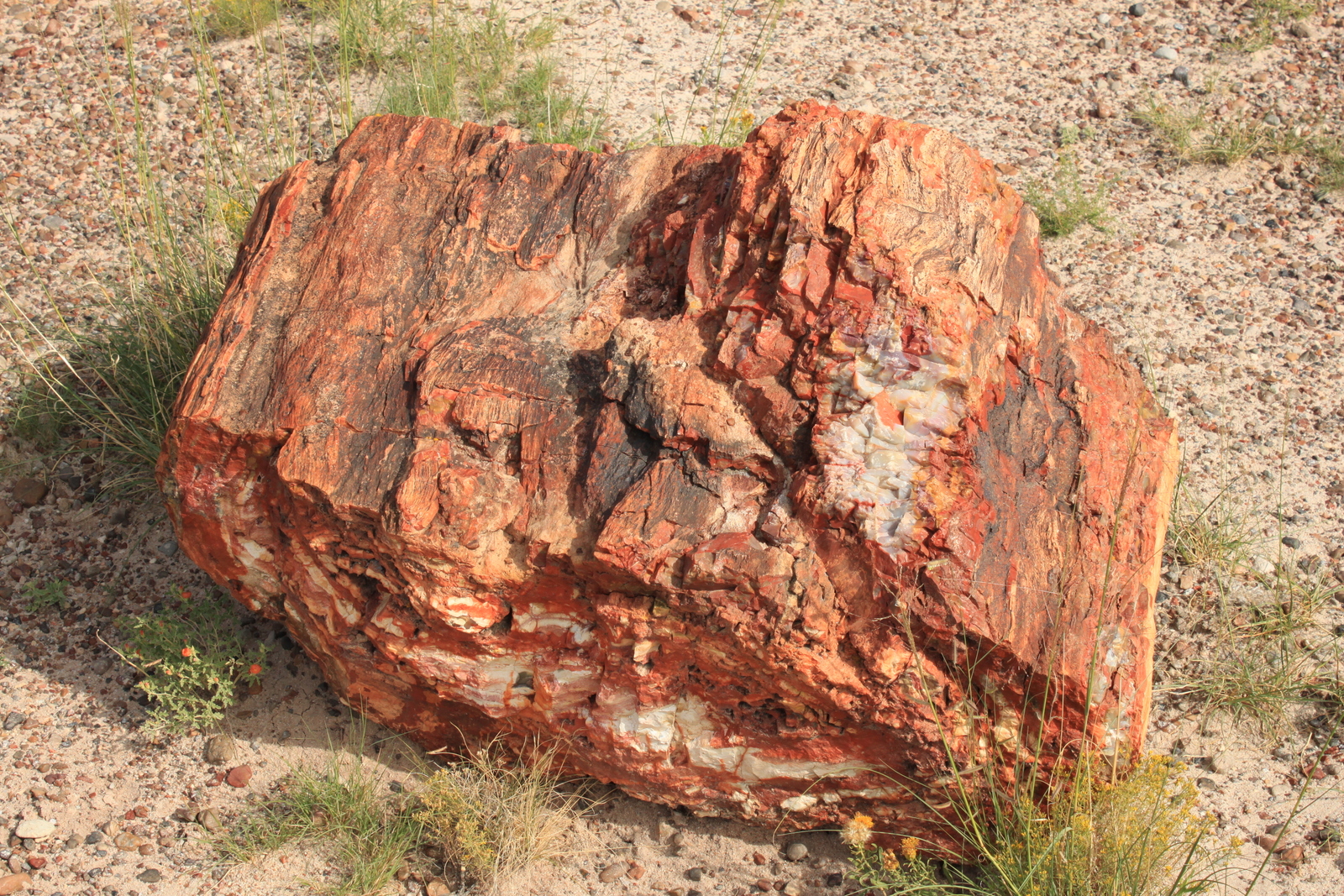 Petrified Forest NP