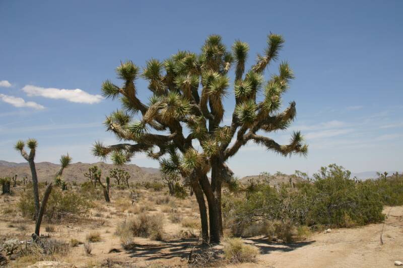 Joshua Tree National Park