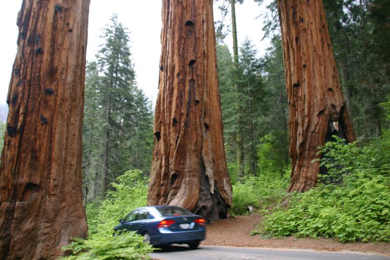 Sequoia National Park