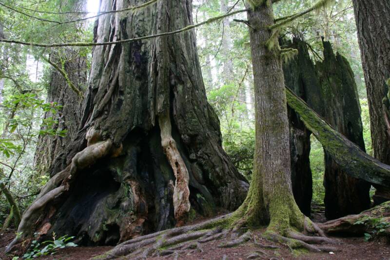 Redwood National Park