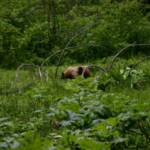 Mały niedźwiadek napotkany w Lesie Olbrzymów, pożywiający się wegetariańskim jadłem.