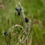 Blue milkweed beetles - niebieskie żuki na roślinie o polskiej nazwie trojeść.