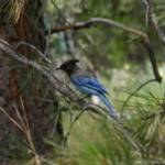 Blue jay - modrosójka błękitna.