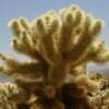 Kaktus Cholla 